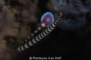 Banded pipefish taken at Arthur's Rock in Anilao by Marteyne Van Well 